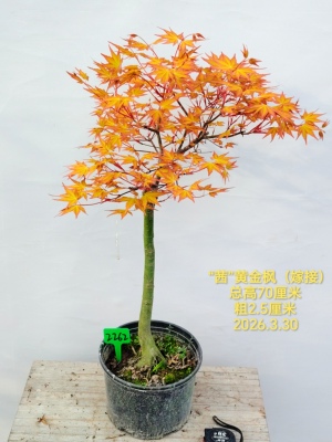 一物一拍日本枫品种夏金 袖锦黄金枫 优雅 茜空红枫观叶植物盆栽