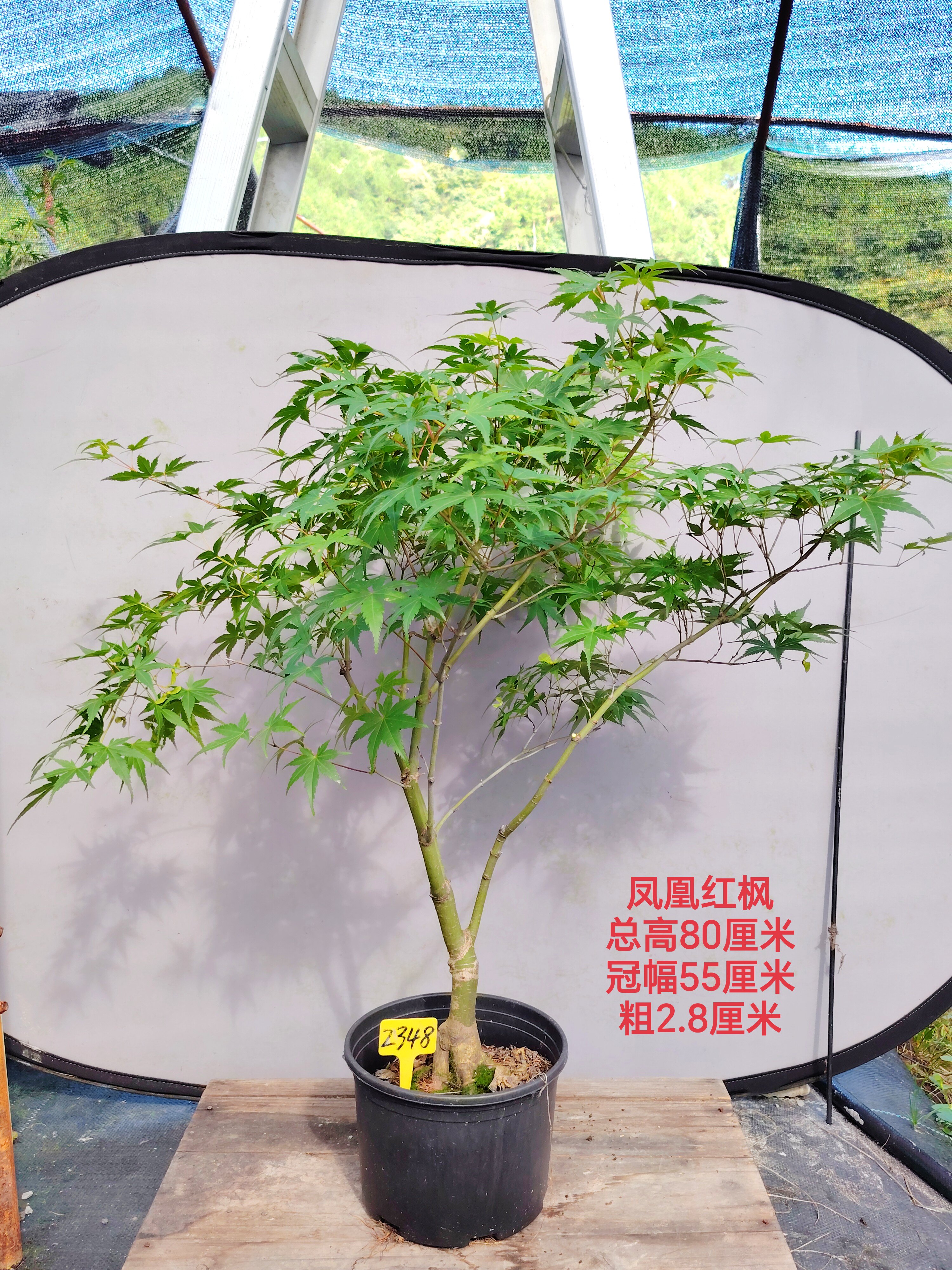 日枫凤凰阳台庭院观叶春季橘红叶图片