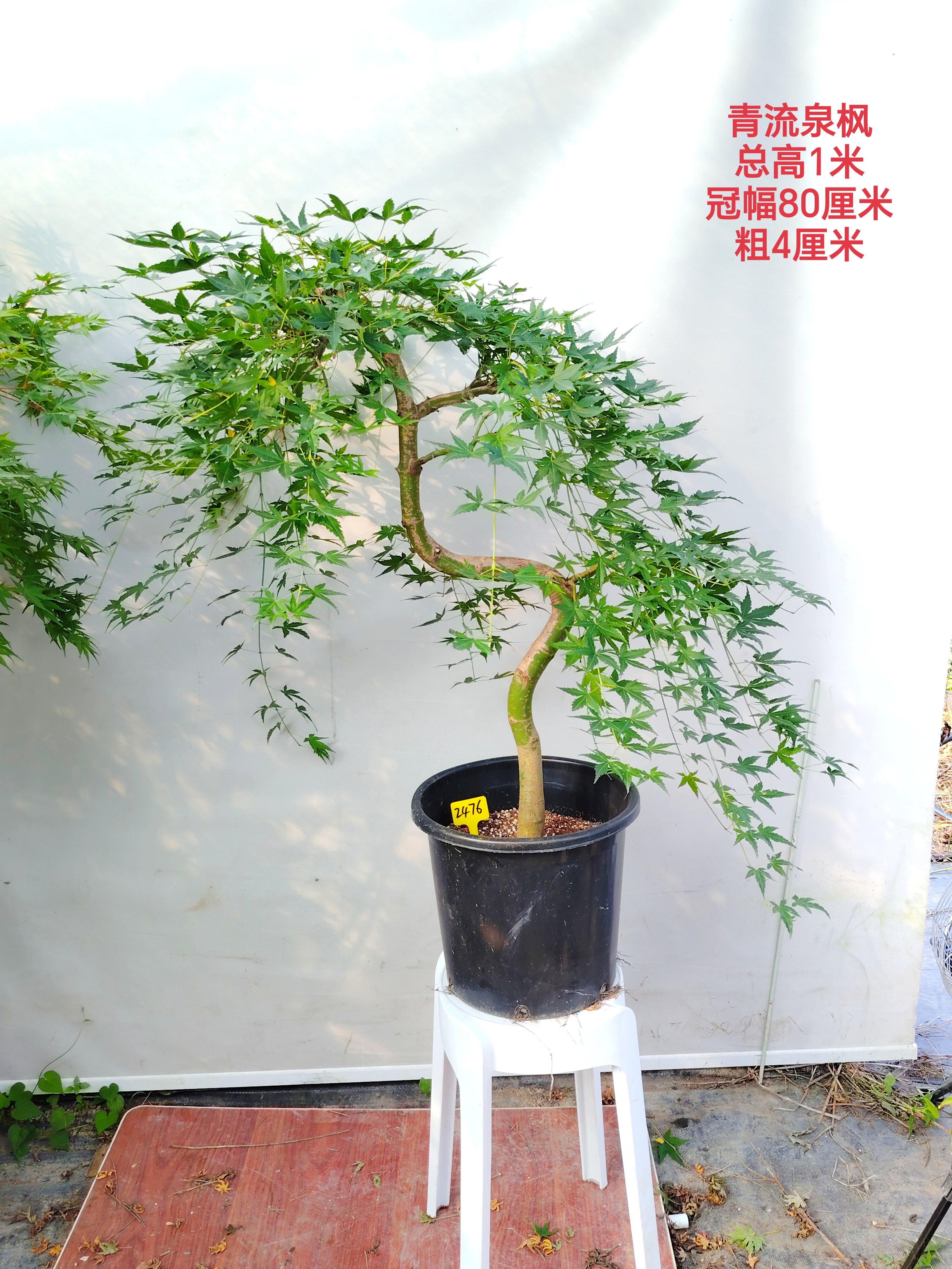 流泉枫黄金流泉垂枝枫