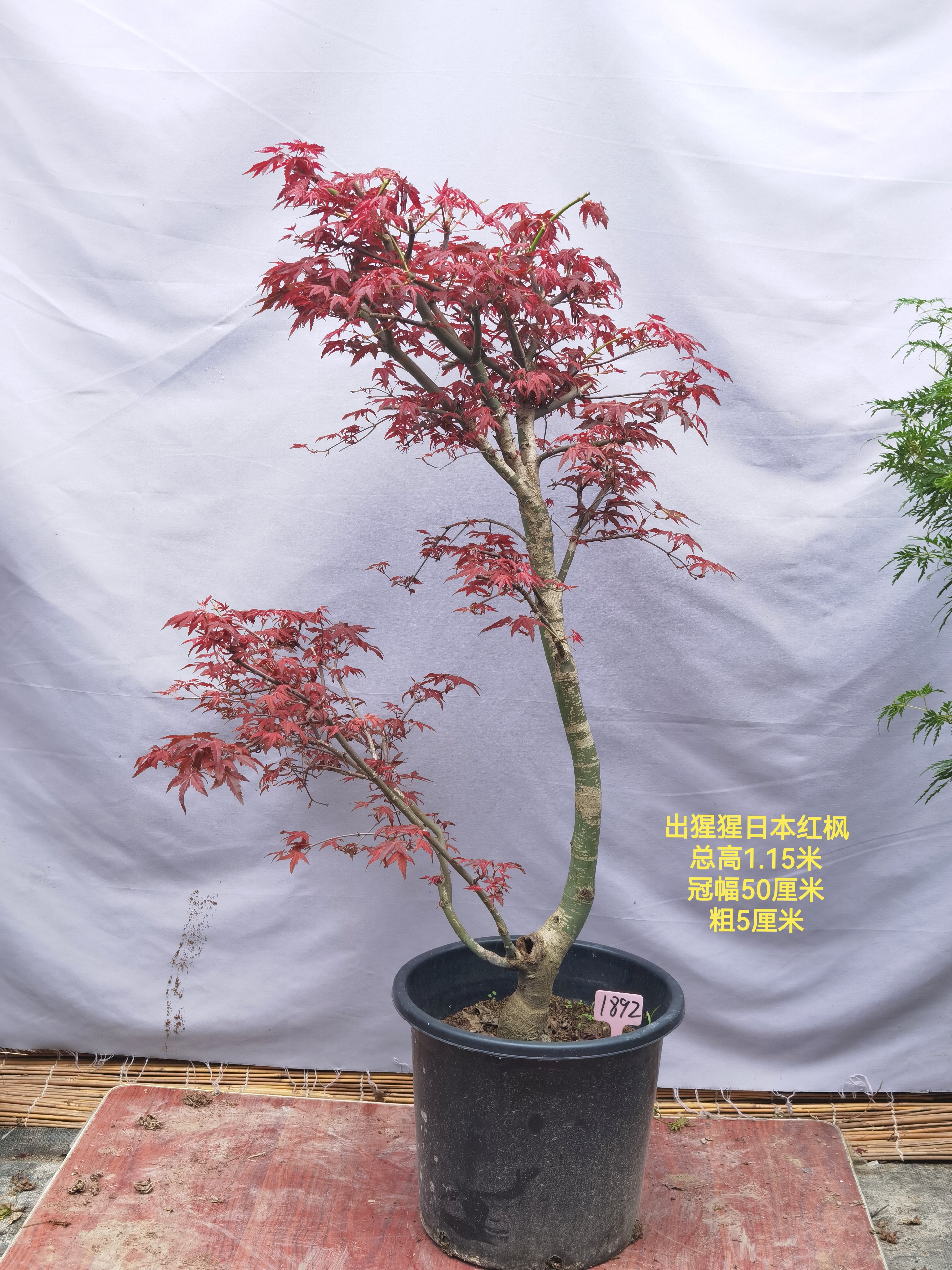 红叶出猩猩老盆口阳台绿植