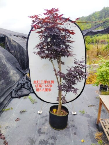 秋季亮红血红三季红庭院阳台观叶