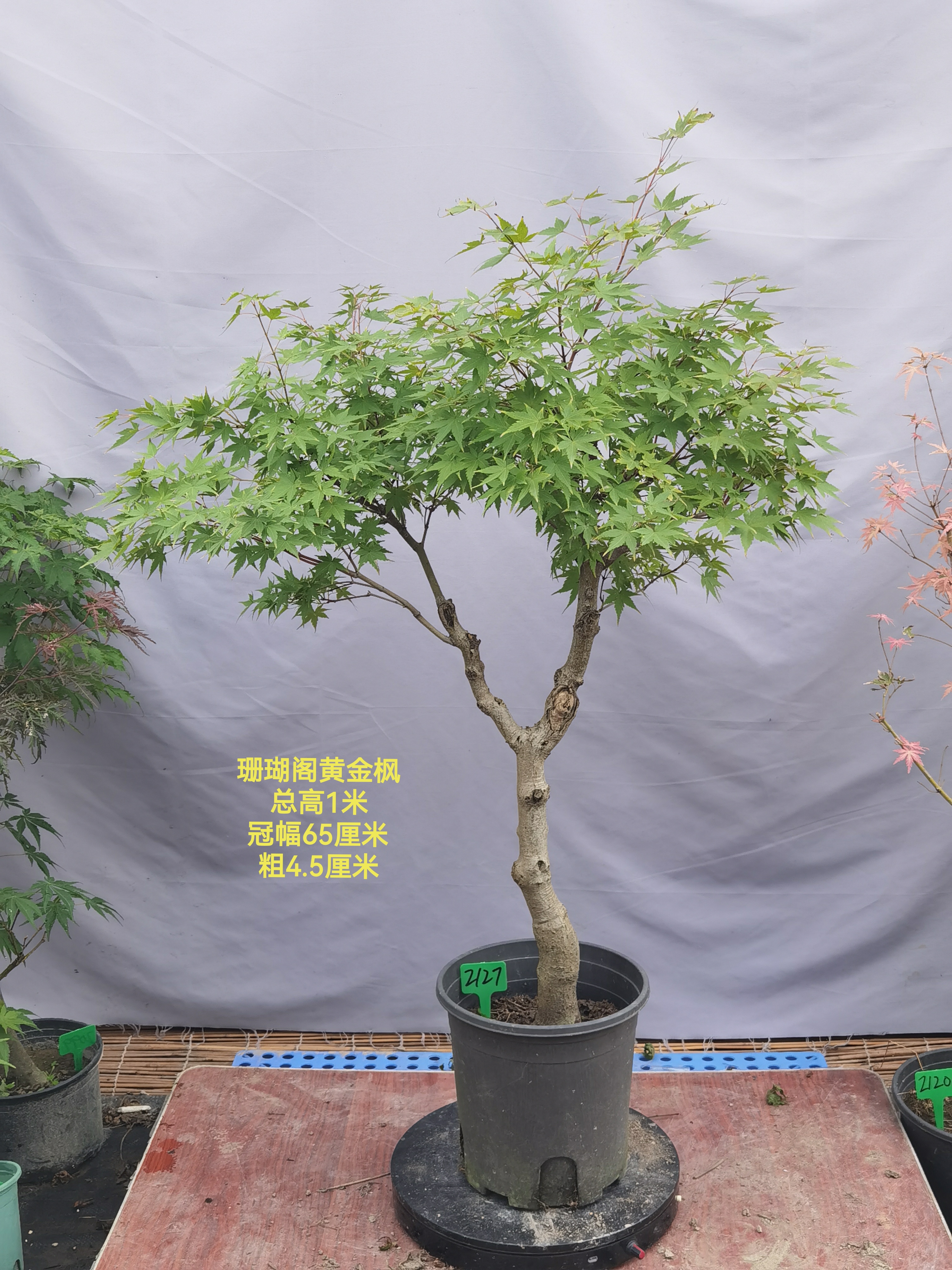 日本枫金色盆景观叶珊瑚阁赤金枫