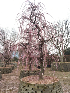 一物一拍梅花品种 粉台垂枝梅 宫粉垂枝龙梅 早花梅 红梅粉花观花
