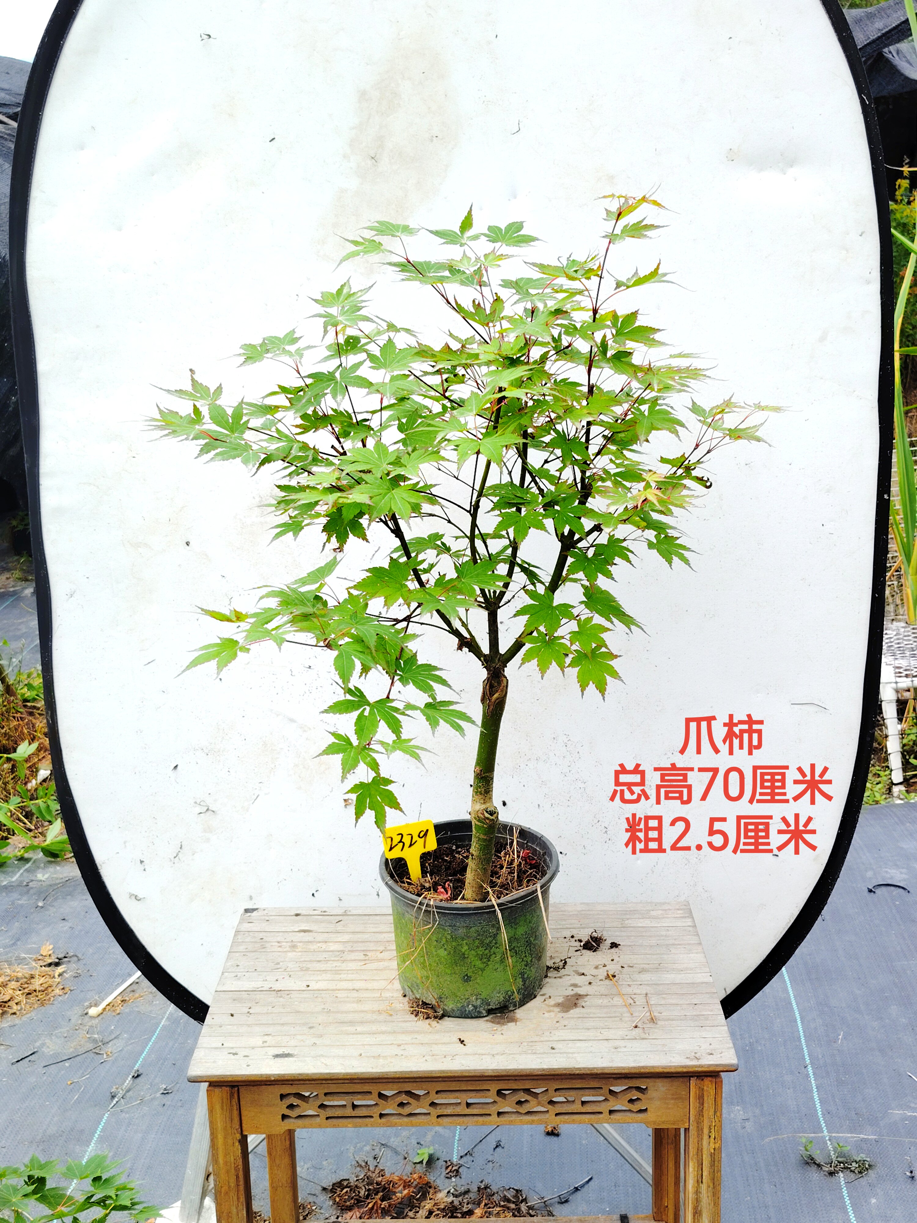 一物一拍日本枫树品种爪柿 优雅 置霜 狮子头 朱华羽衣 红枫绿植