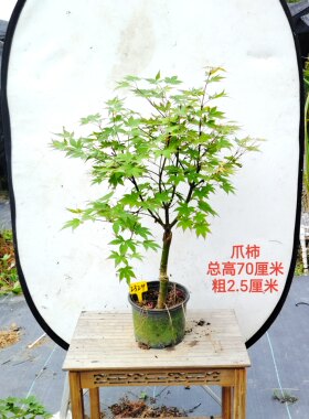 日本红枫异形叶青羽衣观叶庭院树