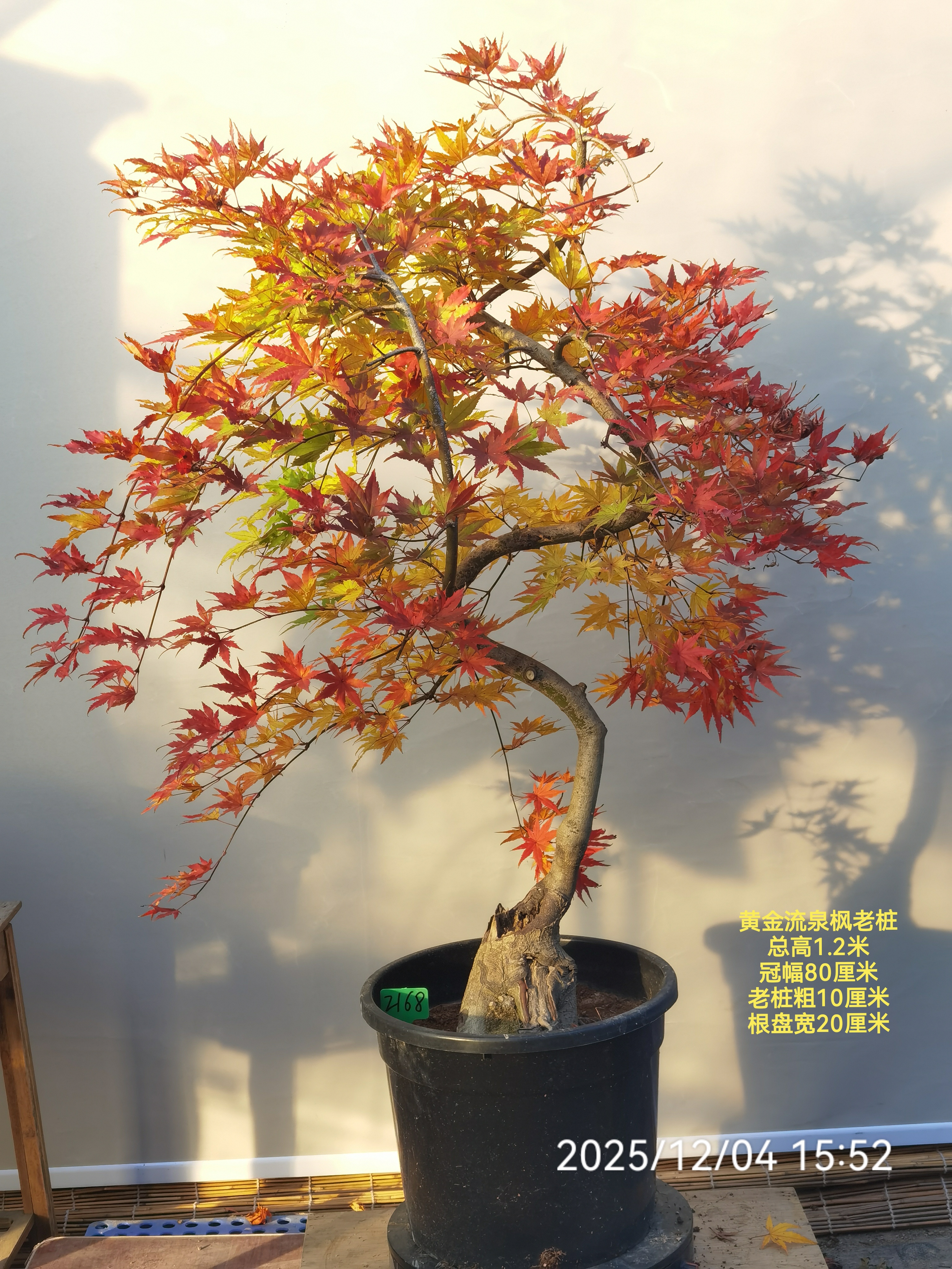 流泉枫黄金流泉垂枝枫