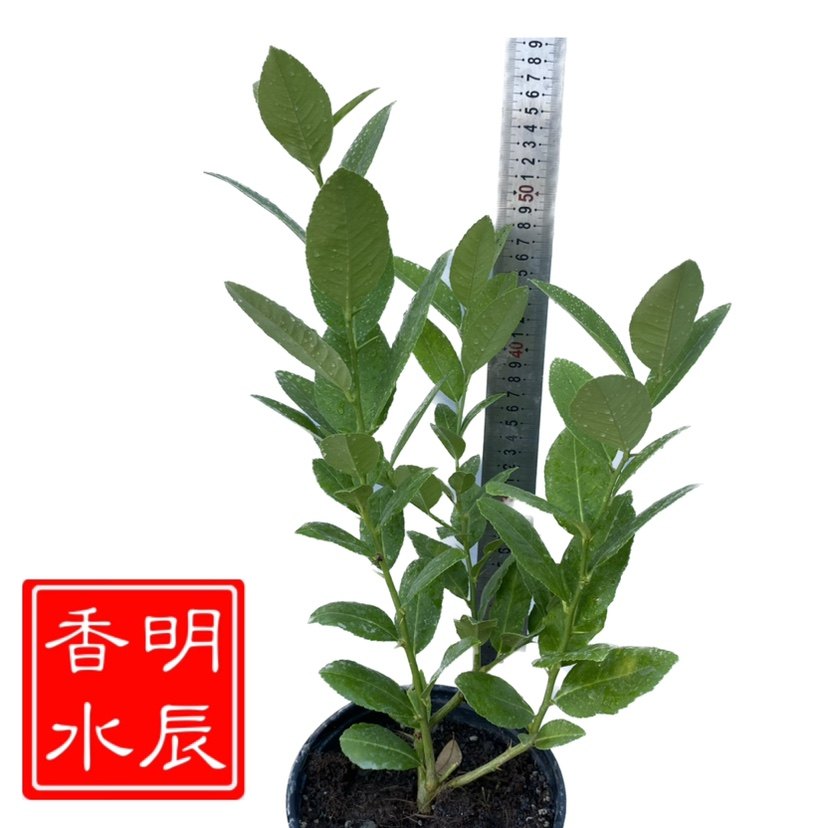 明辰香水柠檬园台湾无籽香水柠檬苗带原盆发货
