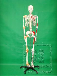 新款 勇粤成人体骨骼170CM带肌肉点关节韧带解剖模型 限时促销
