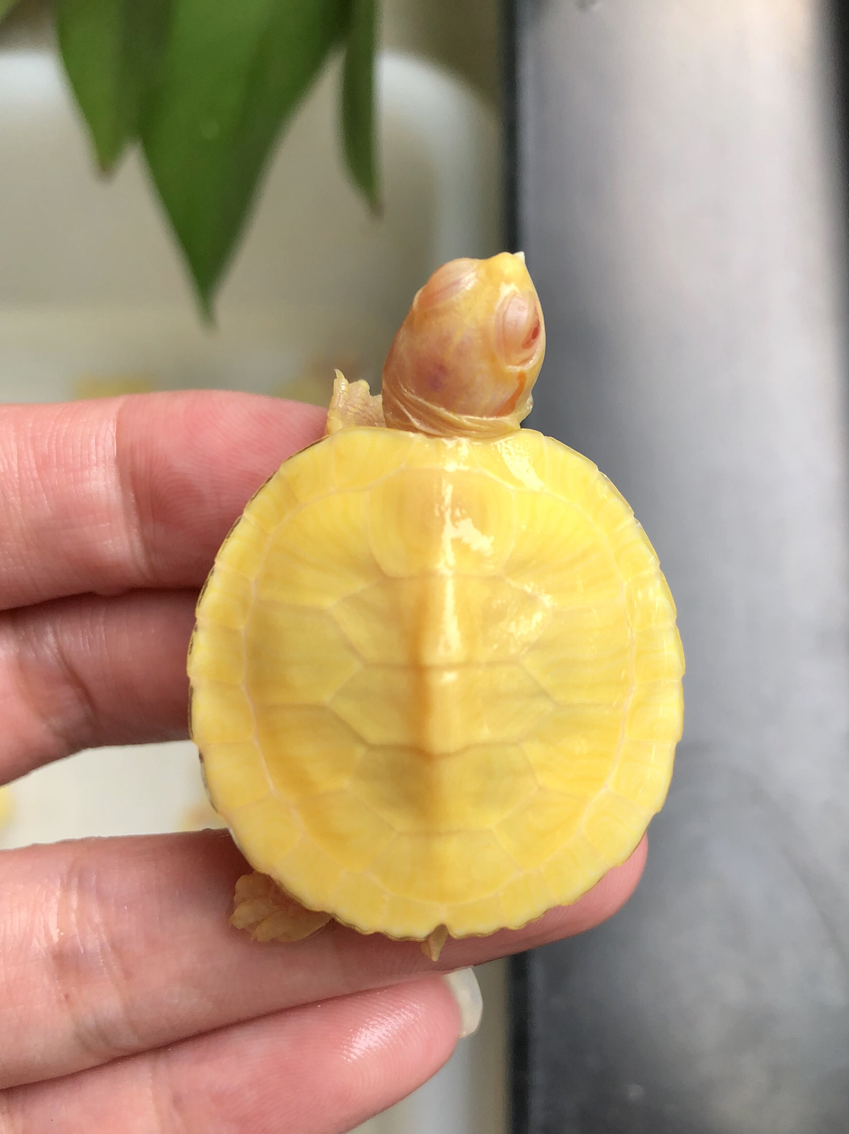 白化巴西龟变异自家便宜焦糖果冻奶焦便宜开食情侣乌龟彩龟深水龟