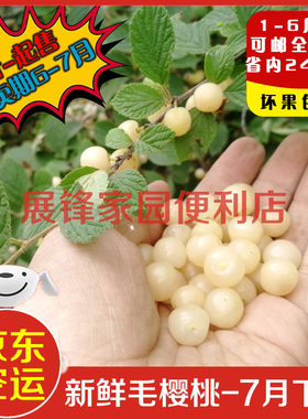 东北白色毛樱桃稀有水果白玉樱桃