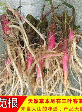 野生新鲜刺苋菜 簕苋头野苋菜 猪母菜 野勒苋枝茎连根头500克