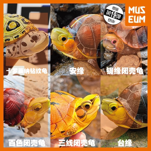 动物星球 心宽体胖19弹 黄缘百色三线黄额金头锯缘黄喉安缘闭壳龟