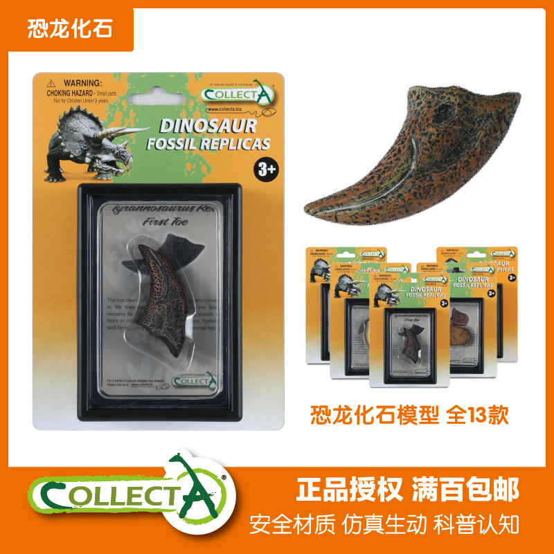 collecta牙齿化石挂卡收藏教具
