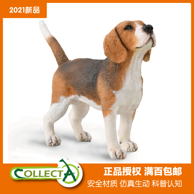 比格犬比格犬米格鲁猎兔犬