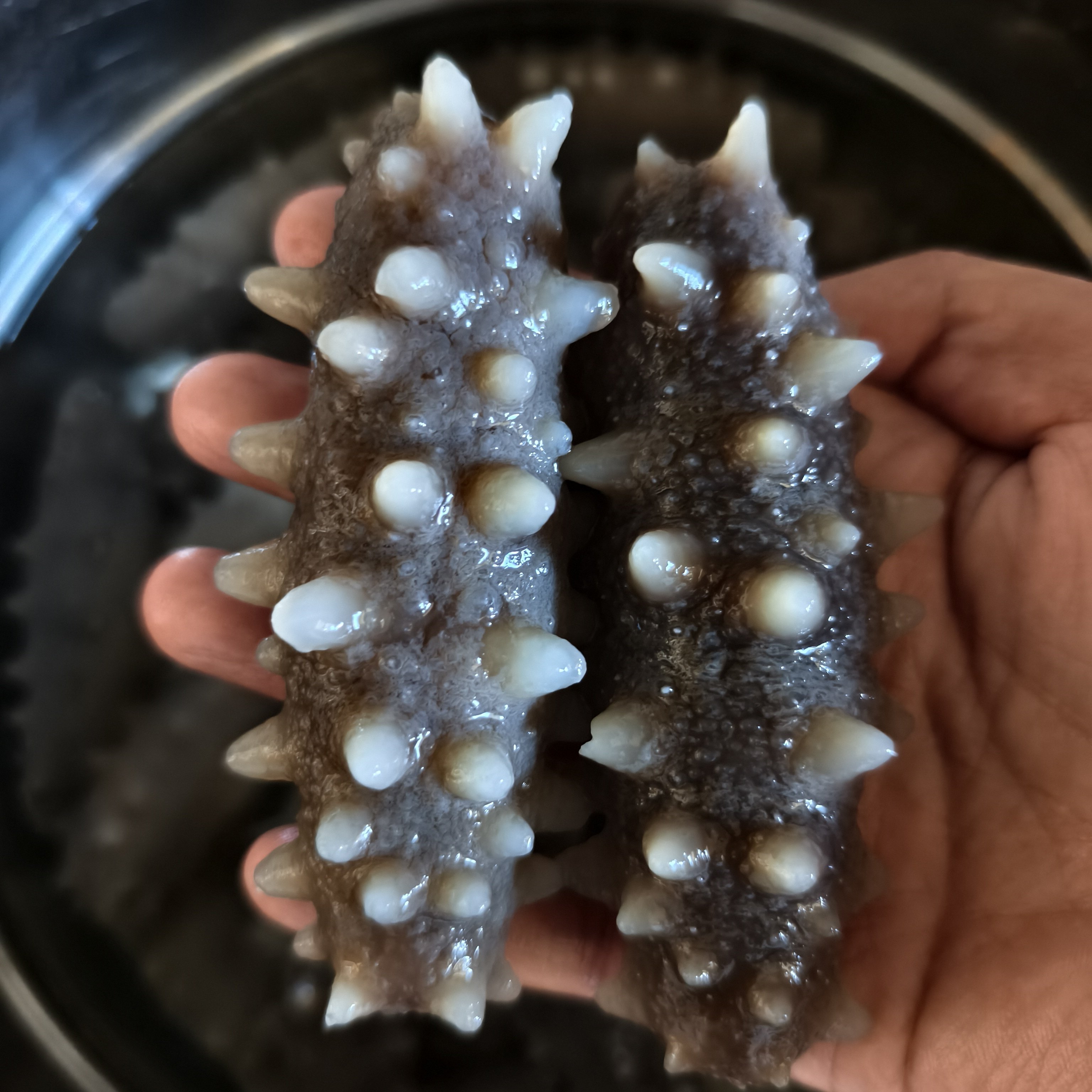 韩国海参 半干海参 500克一斤 西海东海都有