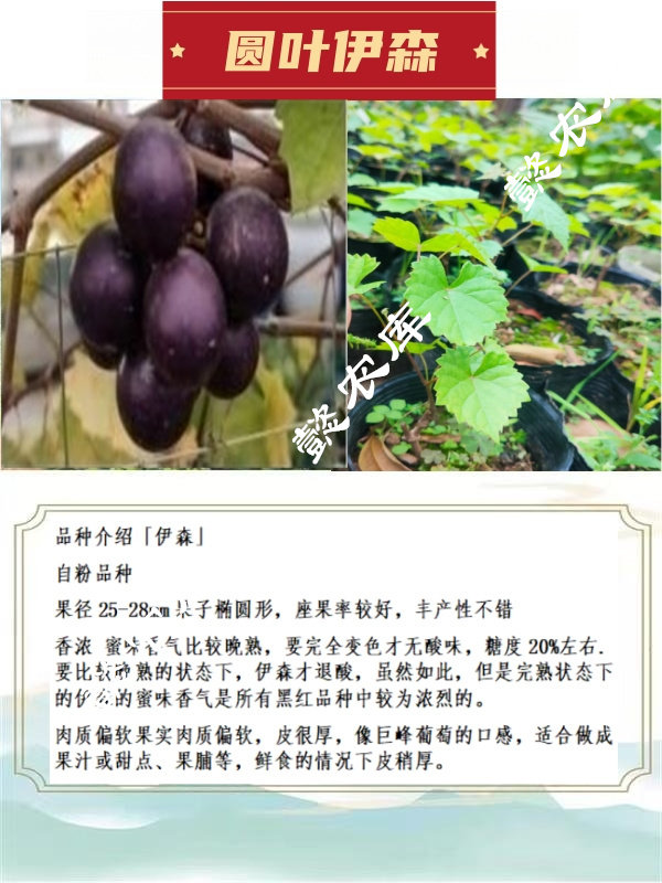 伊森圆叶葡萄庭院露天地栽果树苗麝香葡萄带原土杯带叶发货