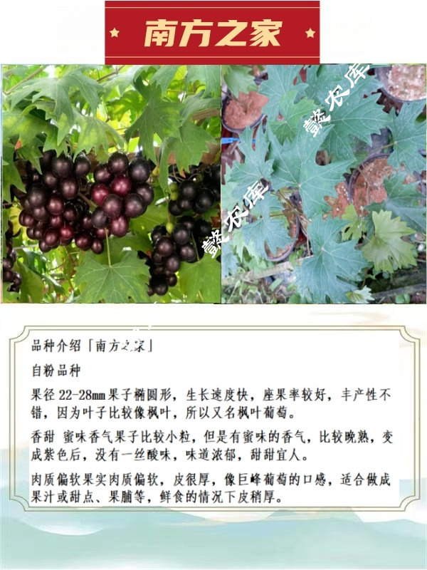 南方之家圆叶葡萄庭院露天地栽果桌面绿植