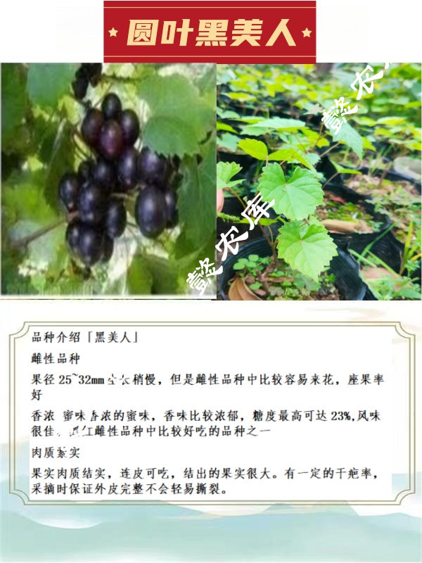 黑美人圆叶葡萄庭院露天地栽果树苗麝香葡萄带原土杯带叶发货