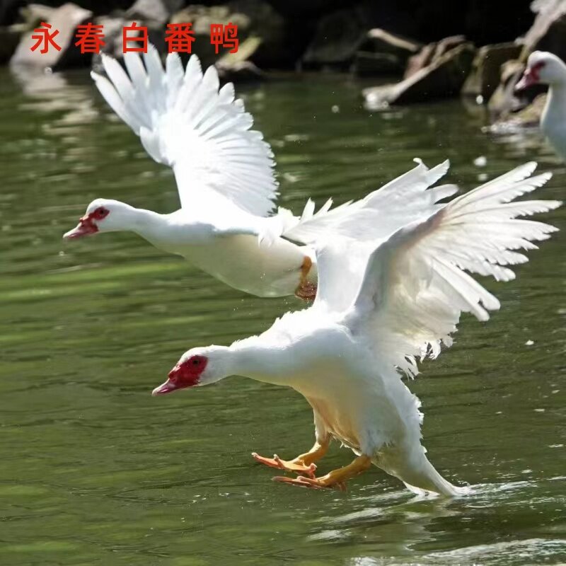 福建永春白番鸭土鸡五黑鸡黑兔当天宰杀发货永春佛手茶红茶山茶油