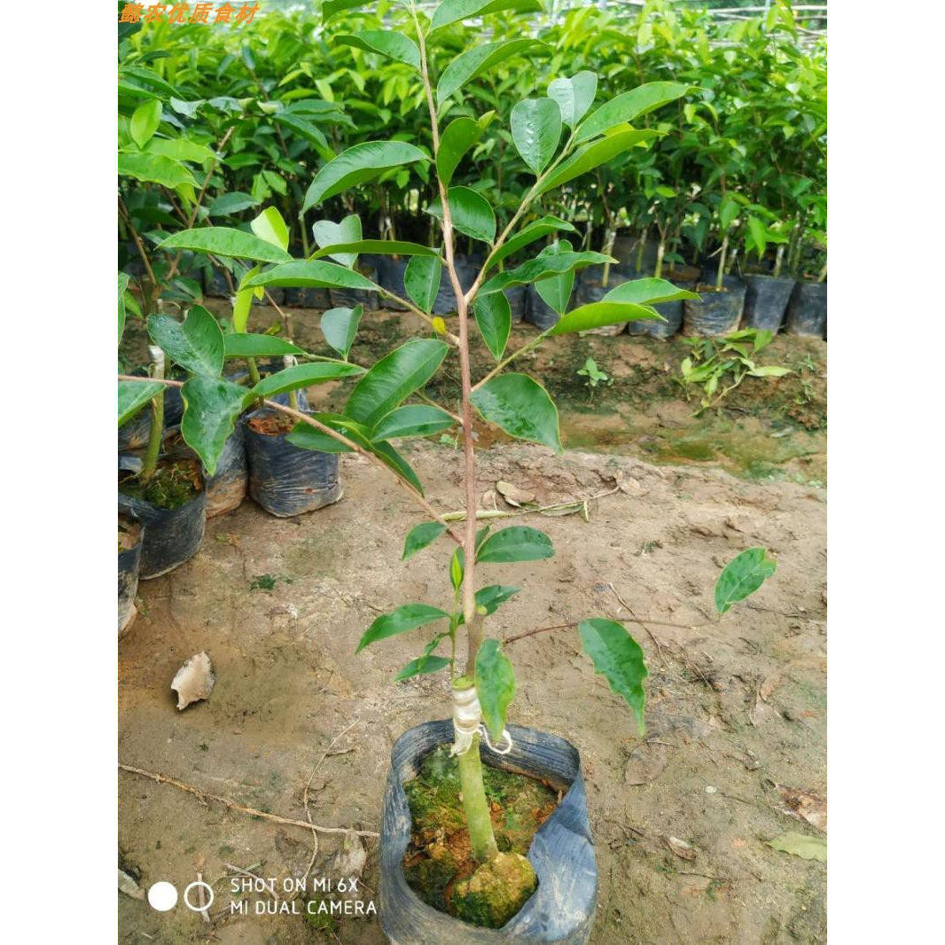 正宗一代母树嫁接奇楠沉香树苗带原土杯带叶发货包邮高30-40CM