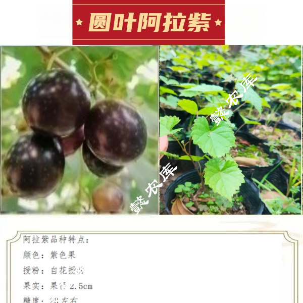 阿拉紫美国圆叶葡萄庭院露天地栽树苗麝香葡萄带原土杯带叶发货 