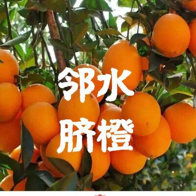 四川邻水纽荷尔脐橙当季鲜果新鲜多汁水果现摘现发整箱