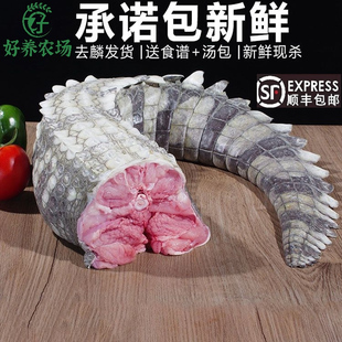 新鲜鳄鱼尾带皮肉 现杀鳄鱼肉人工养殖鳄鱼新鲜肉类 鳄鱼食用尾巴