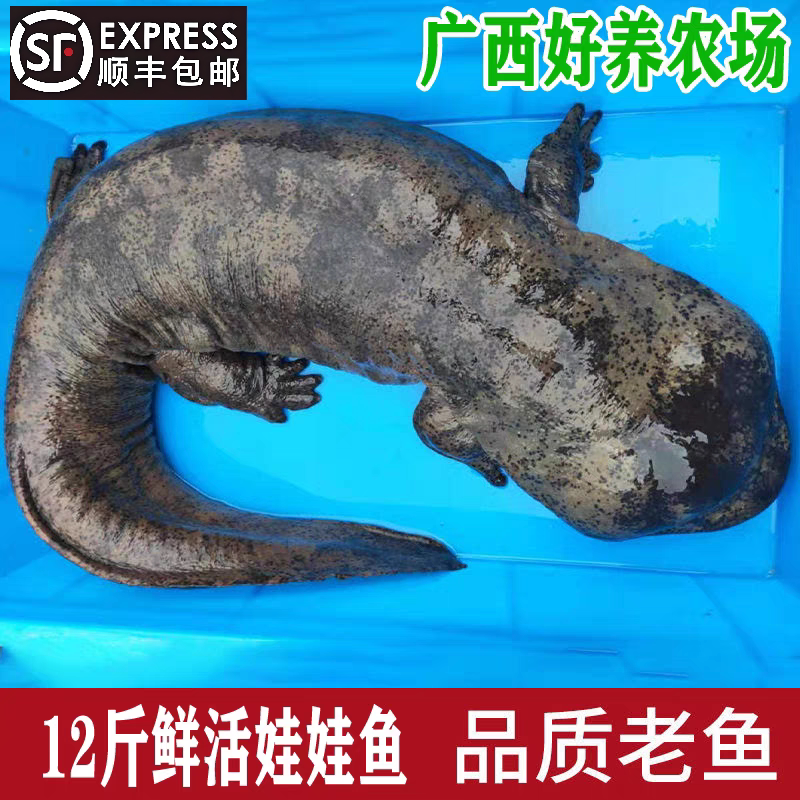 12斤一条娃娃鱼鲜活食用活体大鲵鱼生态养殖水产海鲜活物顺丰包邮