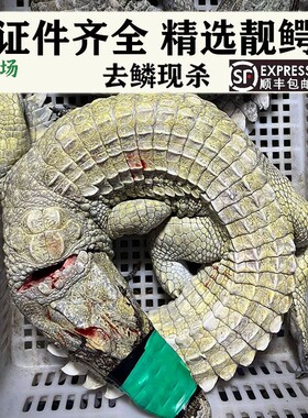 新鲜整条鳄鱼现杀鳄鱼肉人工养殖整只鲜活肉类可食用烧烤火锅送礼