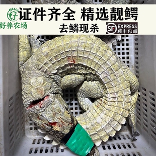 新鲜整条鳄鱼现杀鳄鱼肉人工养殖整只鲜活肉类可食用烧烤火锅送礼