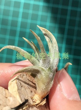 空气凤梨雨林老版媳妇 T.Xiphioides懒人无土绿植楠楠的空气凤梨