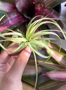 雨林卡比塔塔x柔婷T.capitataxT.rothii无土绿植楠楠的空气凤梨