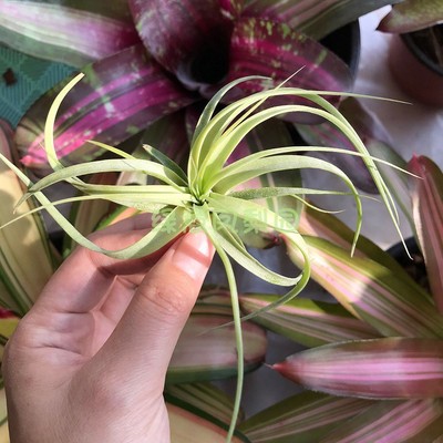 雨林卡比塔塔x柔婷T.capitataxT.rothii无土绿植楠楠的空气凤梨