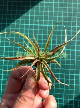空气凤梨雨林实生柔婷T. rothii懒人无土绿植楠楠的空气凤梨