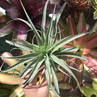 空气凤梨霸王x贝可利T.Xero. X Brachy懒人无土楠楠的空气凤梨