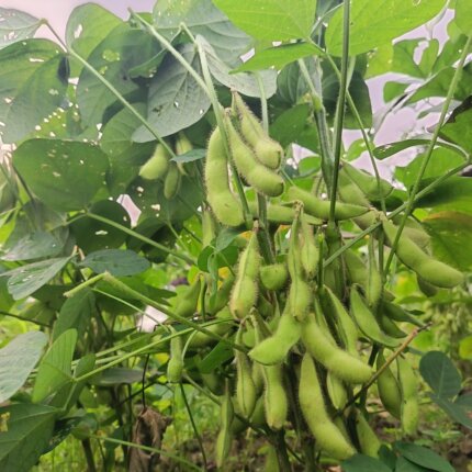 江西赣州于都农家毛豆角新鲜蔬菜毛豆荚当季蔬菜毛豆角3斤装
