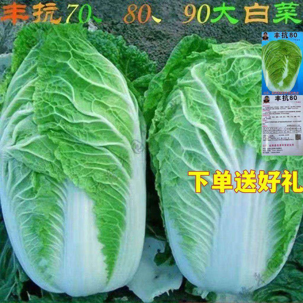 丰抗70,80,90天大白菜种子包心大白菜种籽蔬菜种子秋白菜种子四季,农用物资,蔬菜种子/种苗,淘宝优惠券,粉丝福利购,淘宝优惠卷