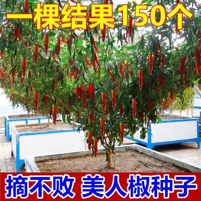 【摘不败】美人椒种子红尖椒长辣椒种子特香辣四季盆栽蔬菜种籽