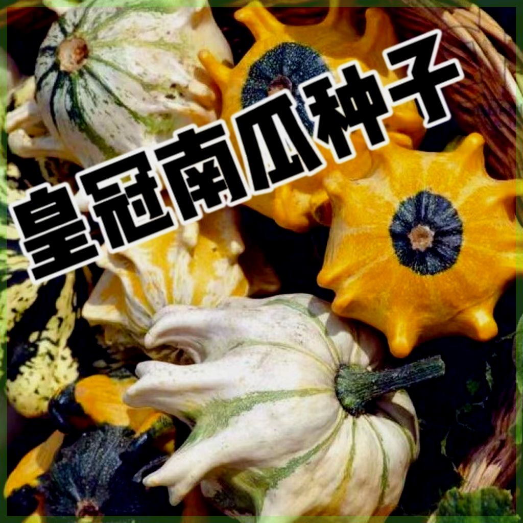 皇冠南瓜 玩偶玩具南瓜飞碟瓜爬藤蔓 墨西哥葫芦墨西哥七彩葫芦种