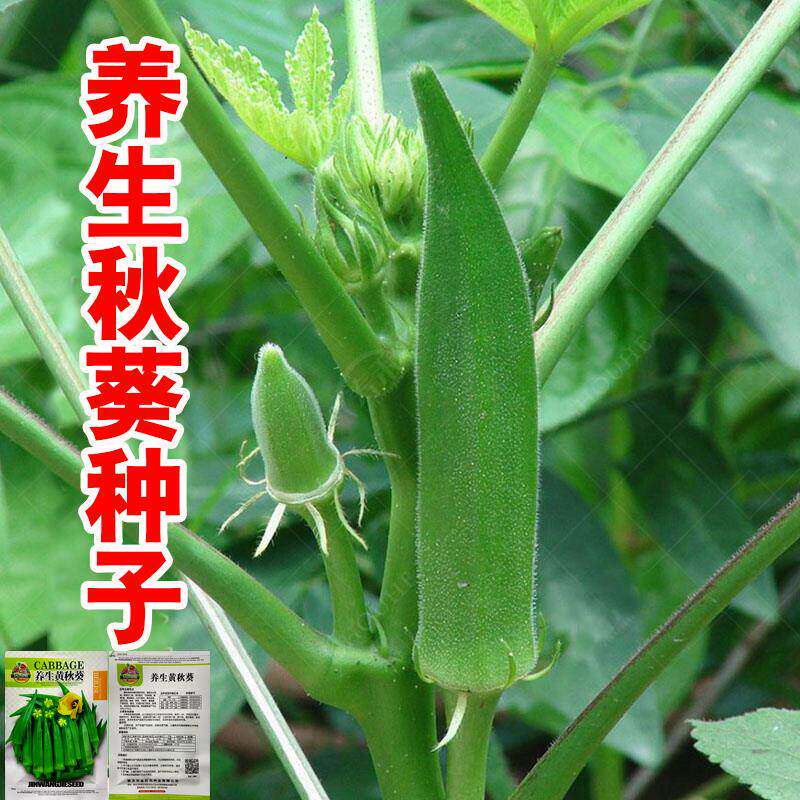 原装正品养生黄秋葵种子高产水果红秋葵种孑苗四季阳台盆栽蔬菜籽