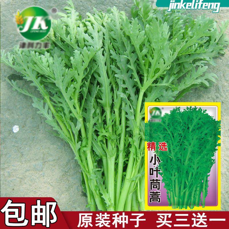 【种子】小叶茼蒿皇帝菜