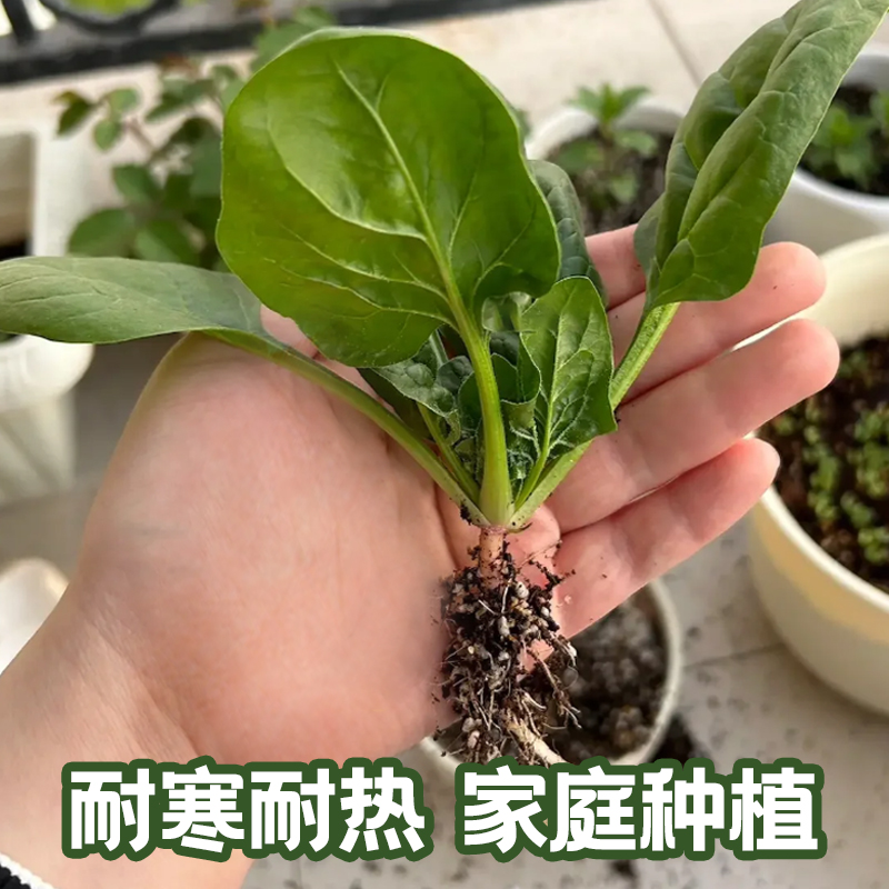 银辉大叶菠菜种子四季易