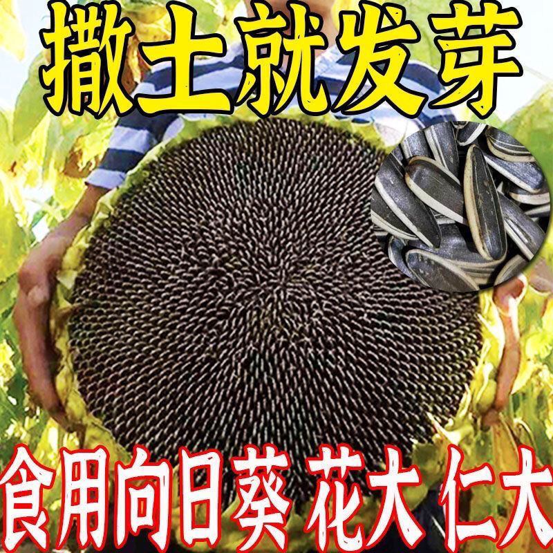 大型食用向日葵籽种高产