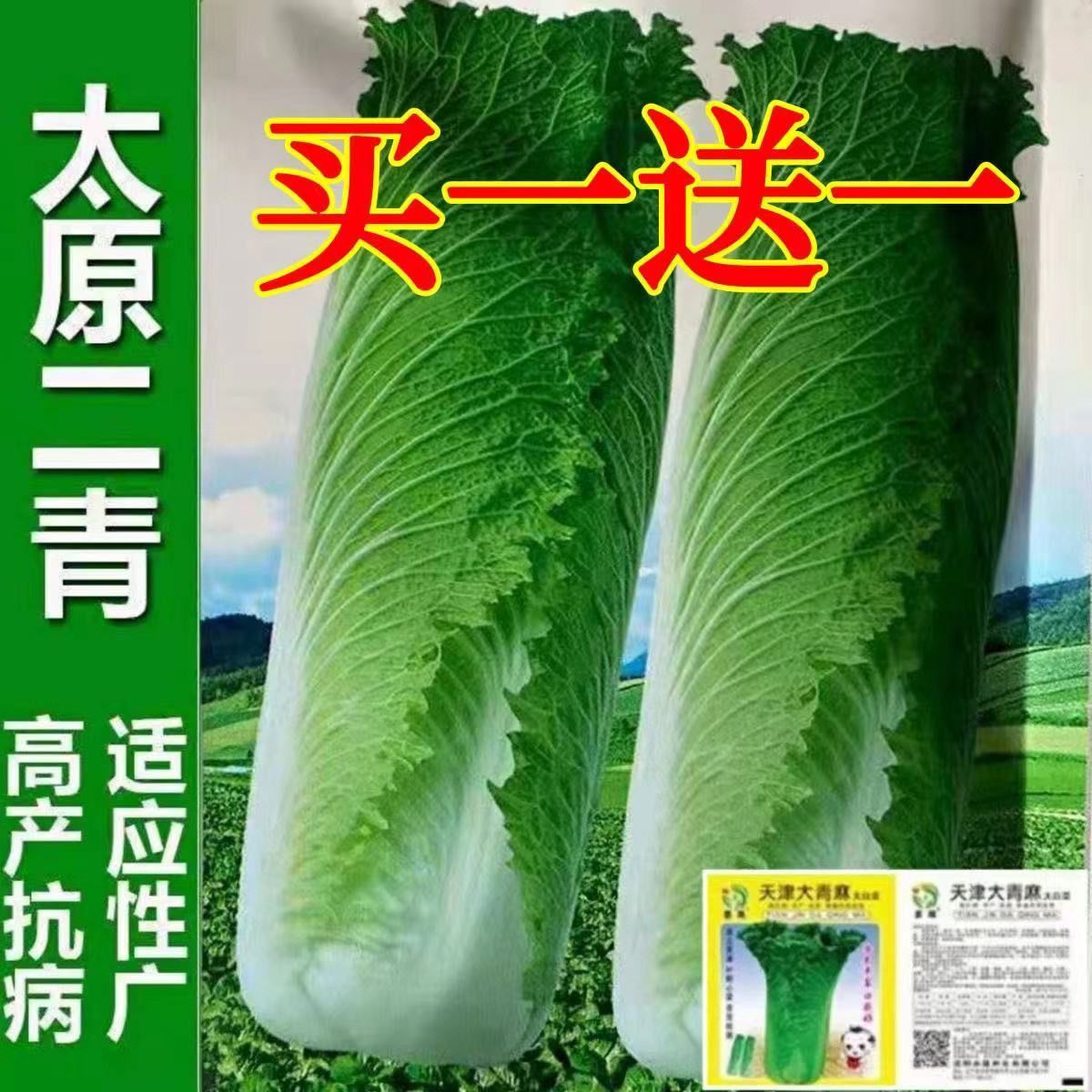 太原二青大白菜种子天津