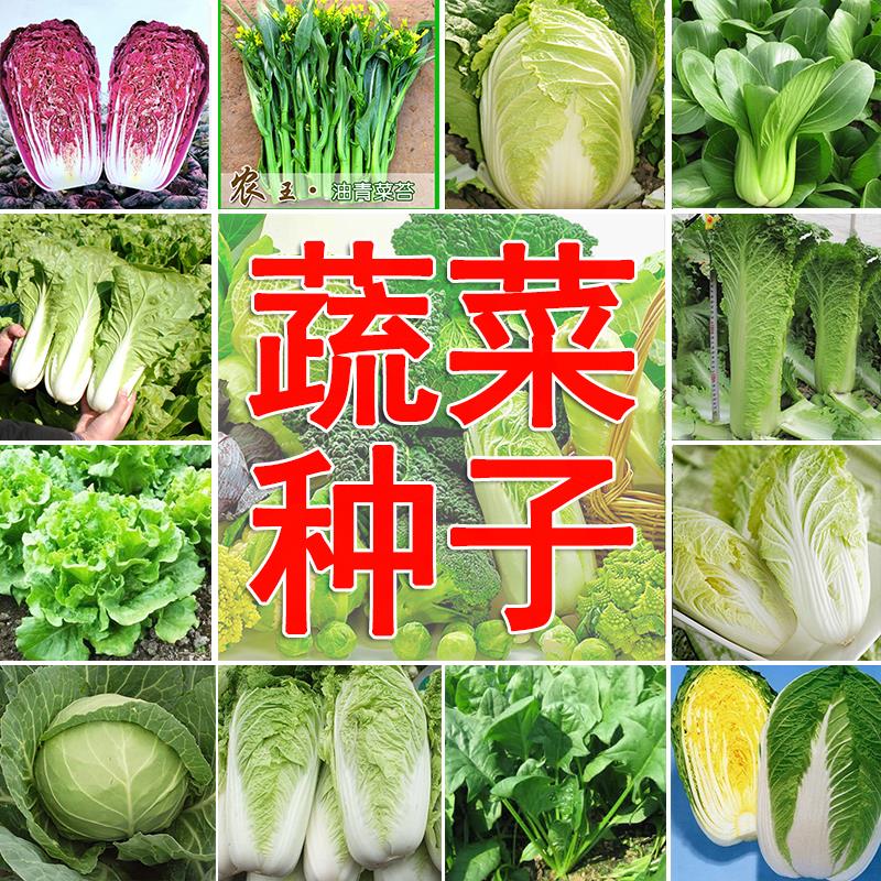 蔬菜种子大白菜水果萝卜