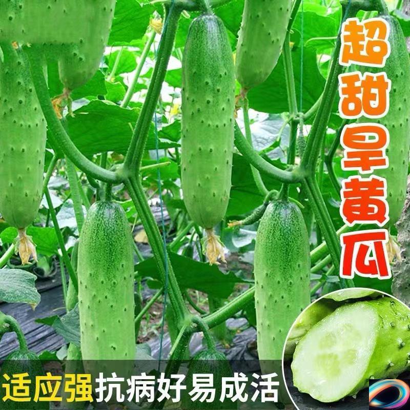唐山秋瓜旱黄瓜种籽耐热