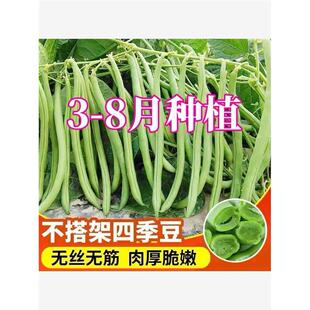 【只卖好种】无架四季豆种子无筋豆种子不用搭架春季庭院阳台菜籽
