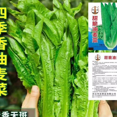 油麦种子四季无班香菜种