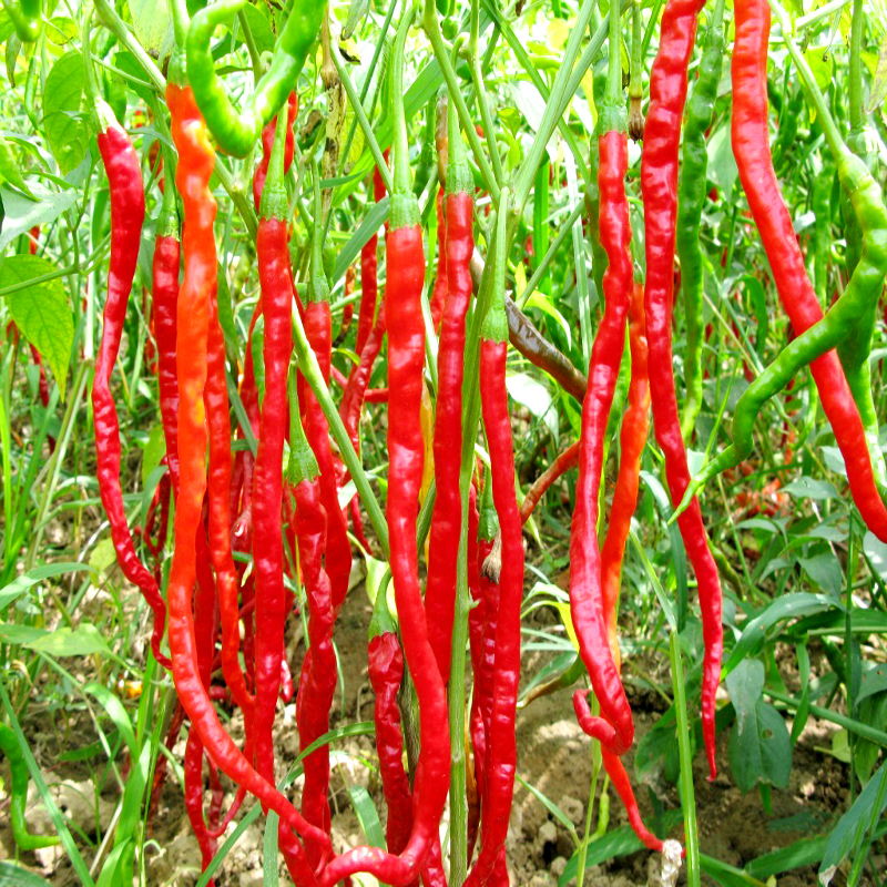 线椒种子二荆条辣椒籽特