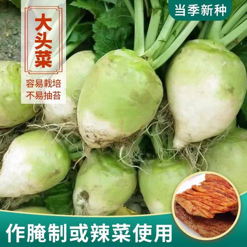 大头菜种子江南四川做腌